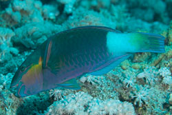 BD-150226-Sharm-7010-Chlorurus-sordidus-(Forsskål.-1775)-[Daisy-parrotfish].jpg